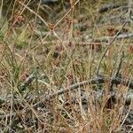 Luzula congesta Habit