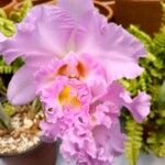 Cattleya wittigiana 花