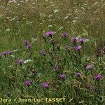 Centaurea decipiens Hábito