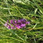 Dactylorhiza majalisКвітка