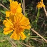 Coreopsis lanceolataBloem