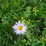 Aster alpinusFlower