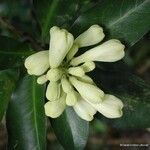 Oxera sulfurea Flower