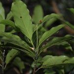 Ocotea meziana Fruto