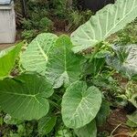 Colocasia gigantea Leaf