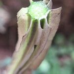 Dioscorea alata Bark