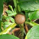 Amorphophallus bulbifer چھال