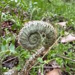 Polystichum acrostichoides Other
