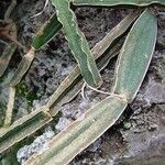 Cissus quadrangularis Bark