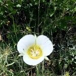 Calochortus gunnisonii Flower