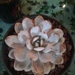 Echeveria laui ഇല