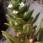 Lysimachia mauritiana Virág