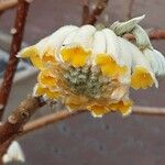 Edgeworthia chrysantha Virág