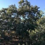 Quercus engelmannii Plante entière