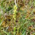 Herminium monorchis Flower