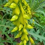 Crotalaria pallida Flor