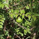 Strychnos spinosa Frucht
