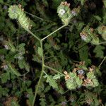 Phacelia ramosissima Habitus