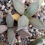 Aloinopsis rubrolineata