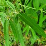 Euphorbia crotonoides Hostoa