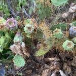 Opuntia littoralis Plod