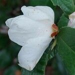 Camellia grijsii Flower