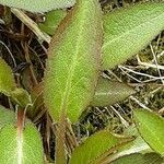 Campanula glomerata ഇല