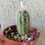 Oreocereus trollii Yaprak