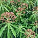 Euphorbia mellifera Lapas