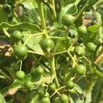Kraussia floribunda Fruto