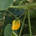 Senna obtusifoliaΛουλούδι