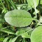 Centaurea seridis Leaf