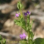 Legousia hybrida Frucht