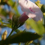 Ipomoea tiliacea Flor