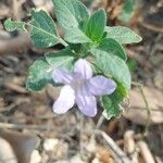 Ruellia prostrata Pokrój