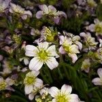 Sedum villosum 花