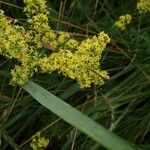 Galium × pomeranicum Květ