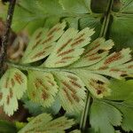 Asplenium buettneri Folio
