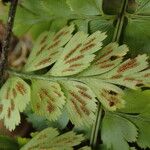 Asplenium buettneri Leaf