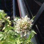 Scabiosa stellata Flower