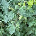 Urtica pilulifera Frucht