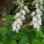 Leucothoe davisiae Fiore