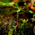 Voyria aphylla 花