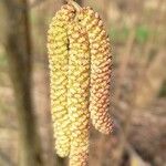 Corylus avellanaFlors