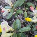 Polygala chamaebuxus Blatt