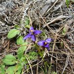 Sisyrinchium halophilum Flor