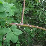 Rosa corymbifera Bark