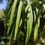 Podocarpus henkelii Leaf