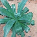 Agave demeesteriana Feuille