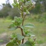 Polycarpon tetraphyllum Kvet